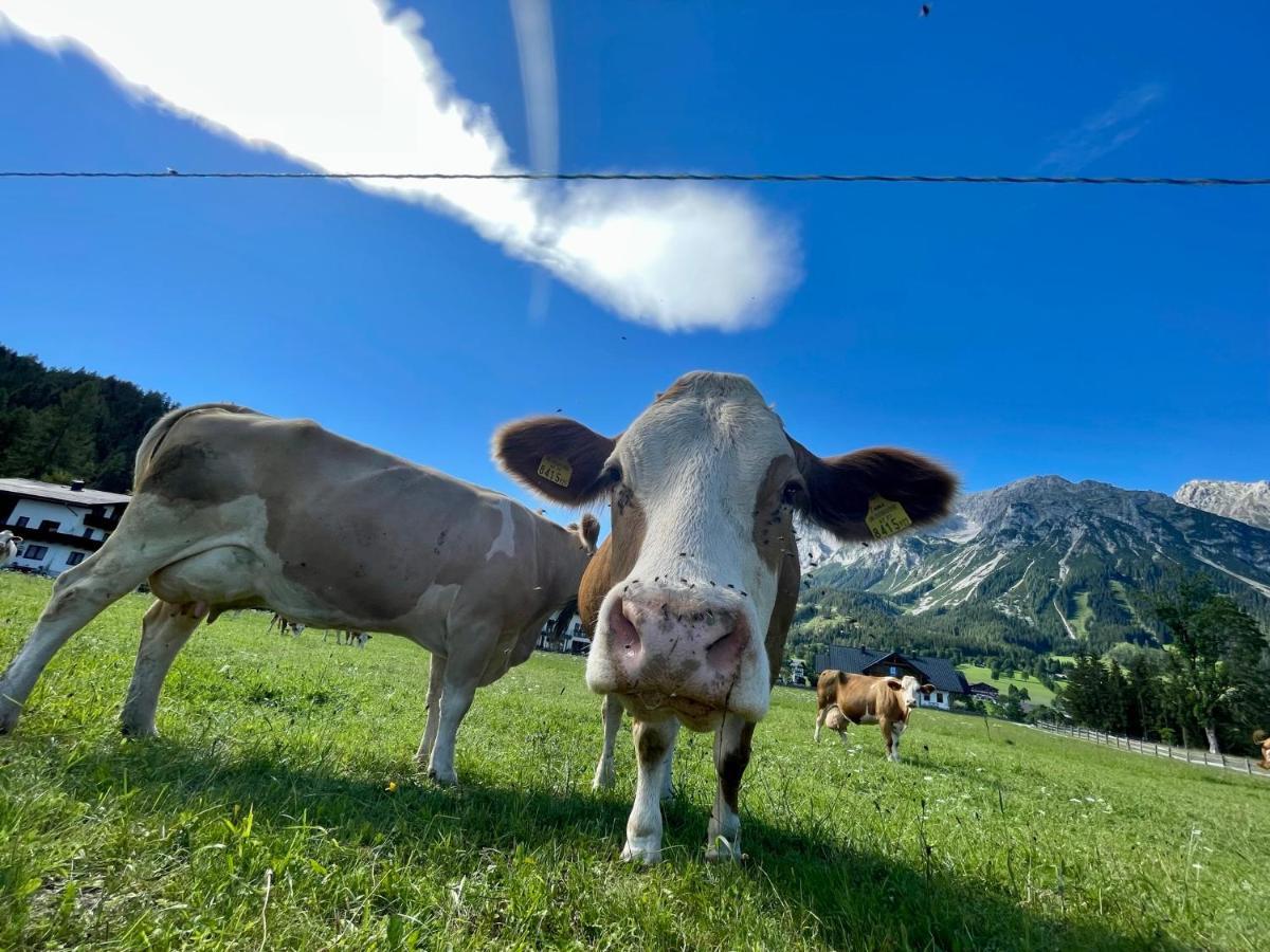 Pension Moslehnerhof Ramsau am Dachstein Kültér fotó